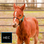 Foal Halter product image 8