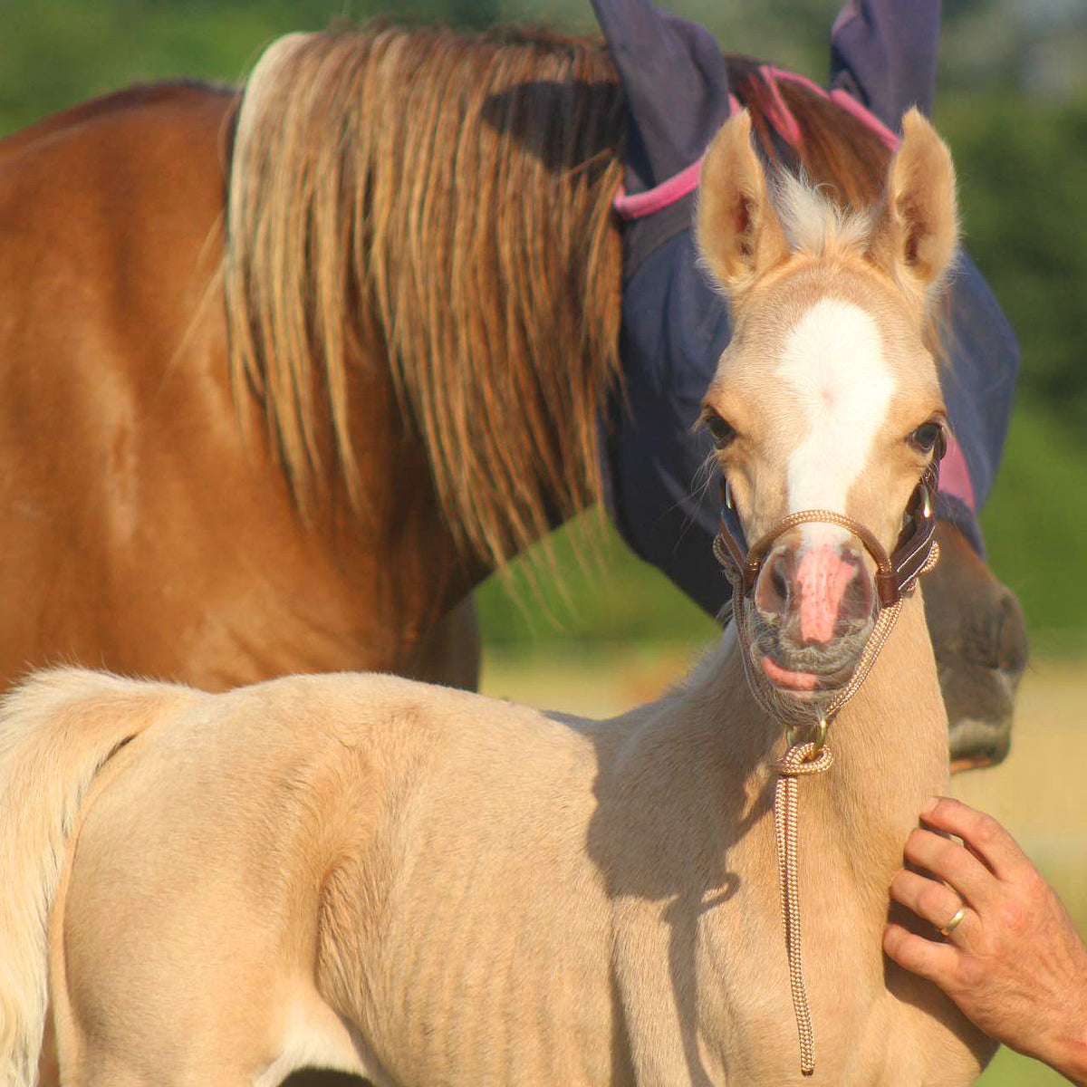 Foal Halter product image 9