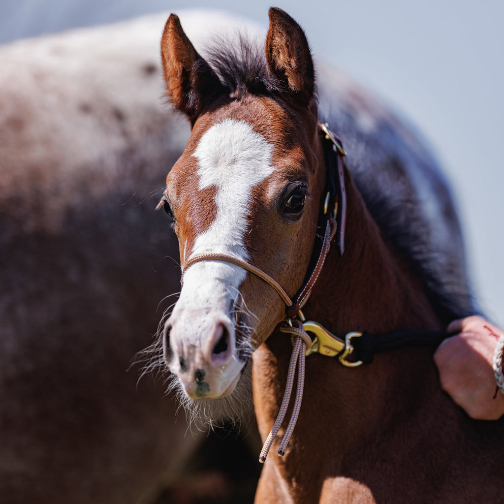 Foal Halter product image 10