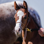 Foal Halter product image 10