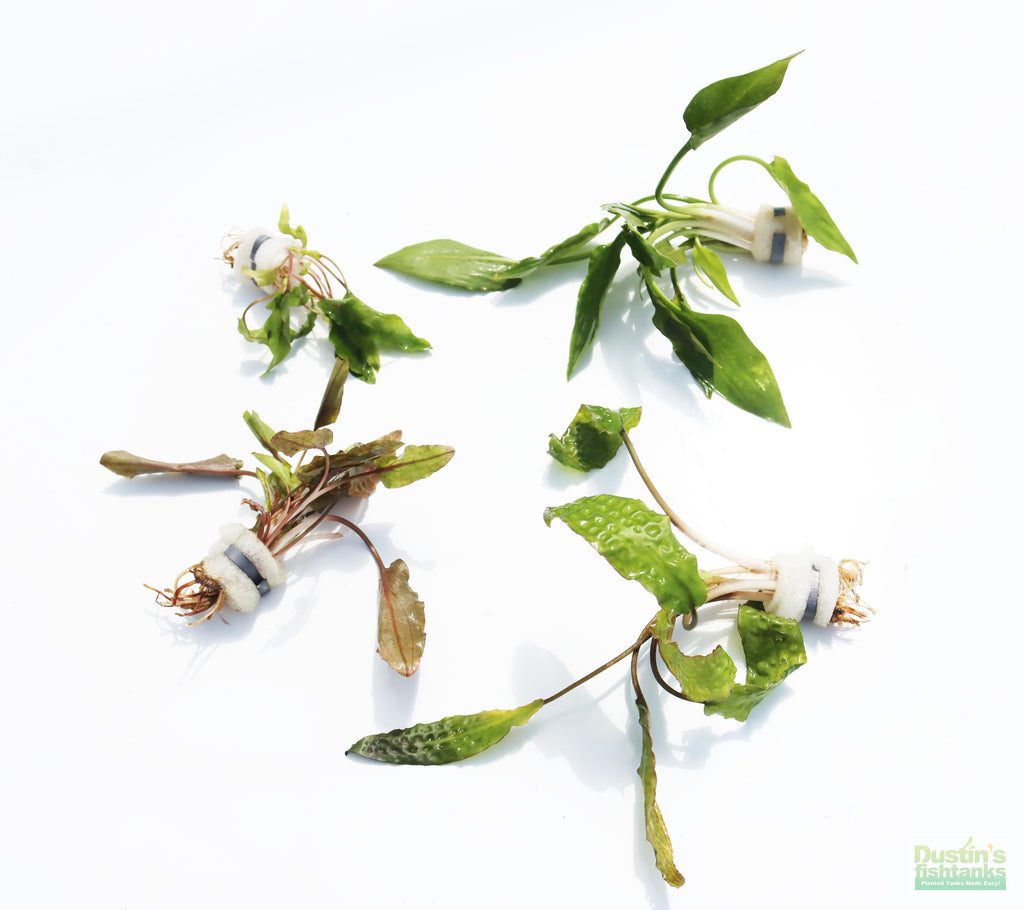 Cryptocoryne Aquarium Plant Pack product image 6