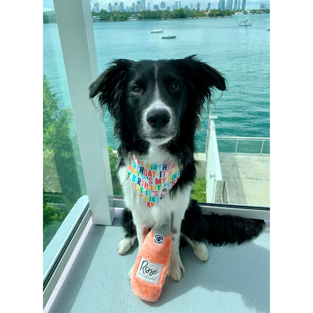 Dog wearing it's my birthday colorful slip on dog bandana