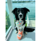 Dog wearing it's my birthday colorful slip on dog bandana