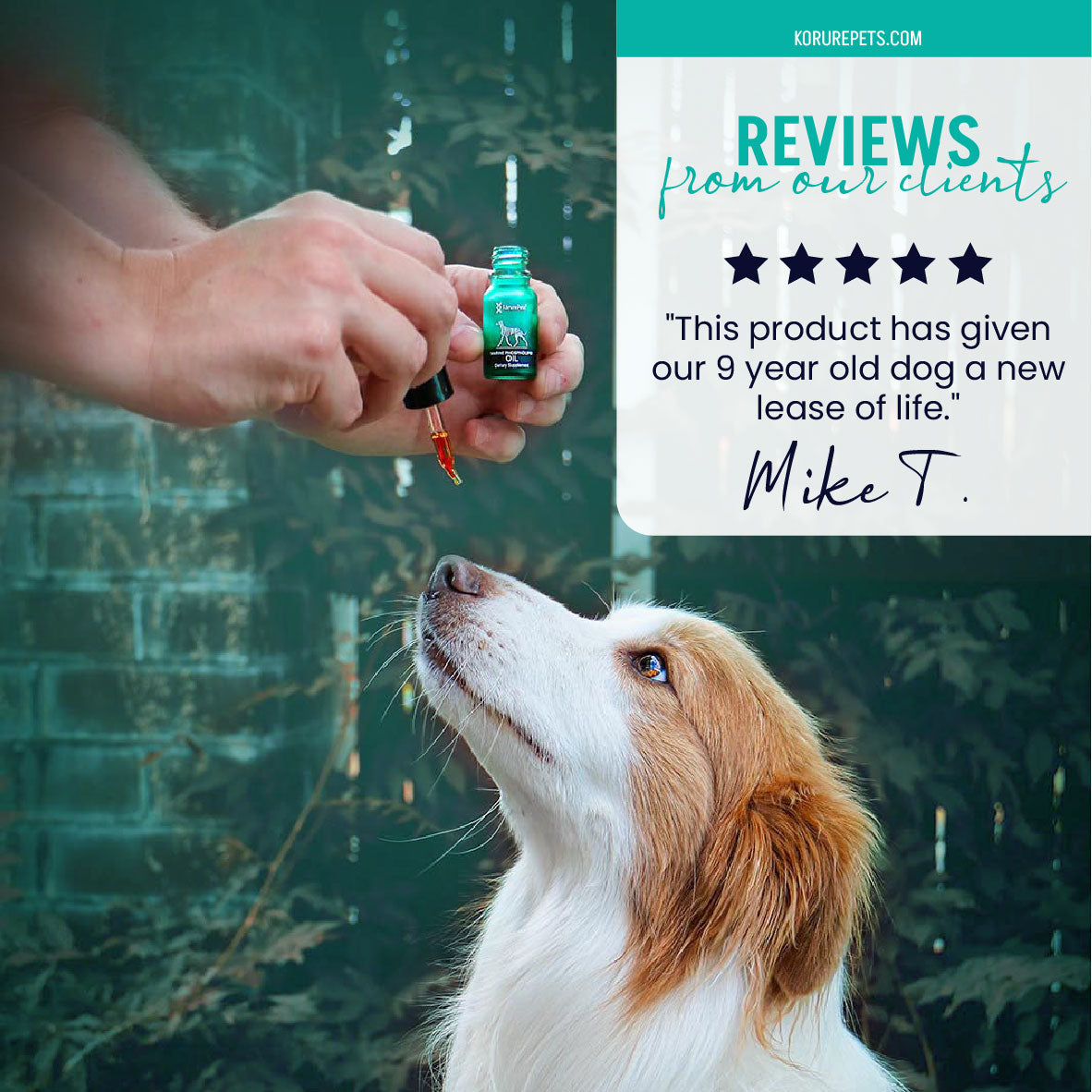 Dog Green-Lipped Mussel Oil product image 3