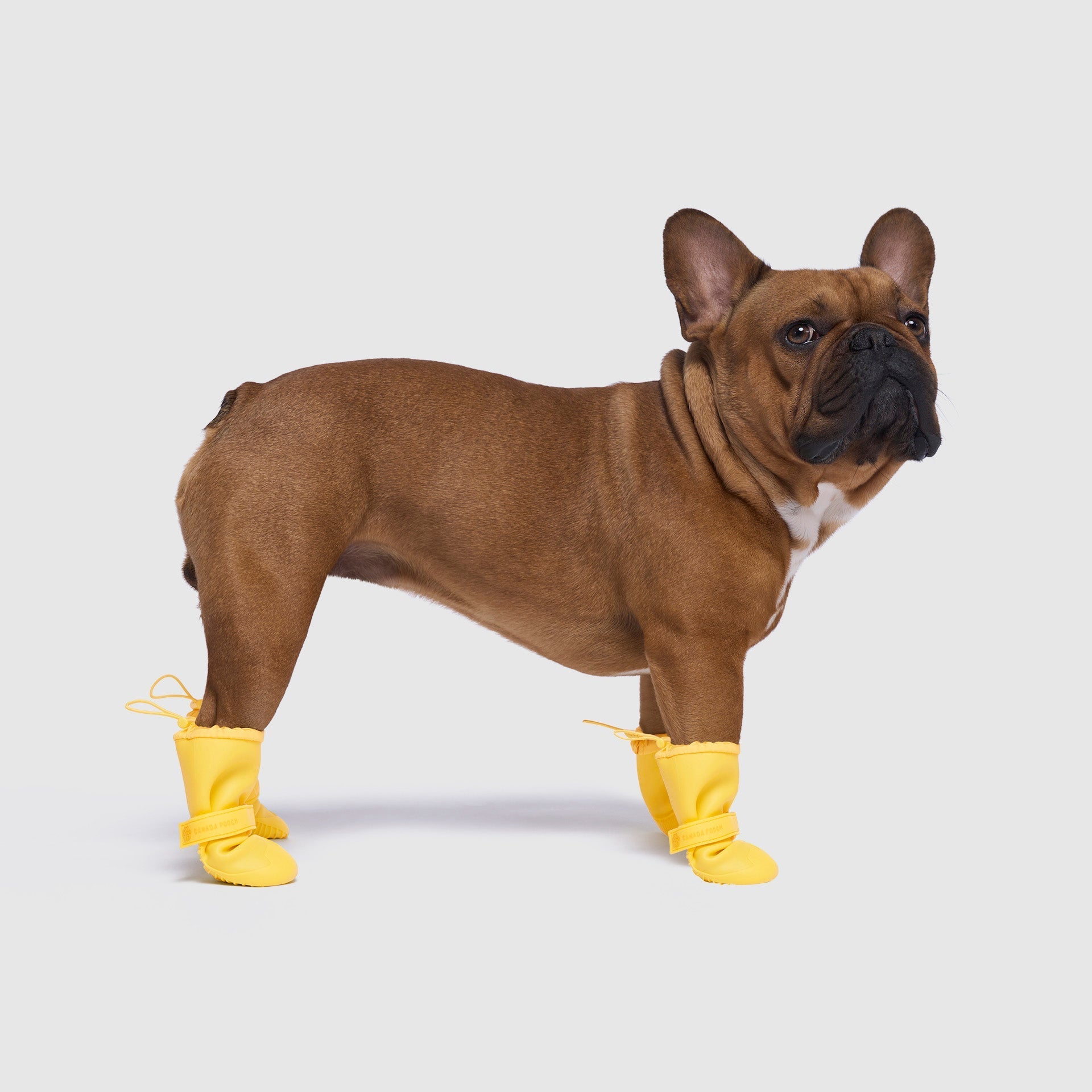 Waterproof Silicone Dog Rain Boots product image 12
