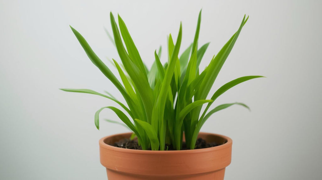 Live Aquarium Plant product image 2