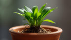 Live Aquarium Plant product image 3
