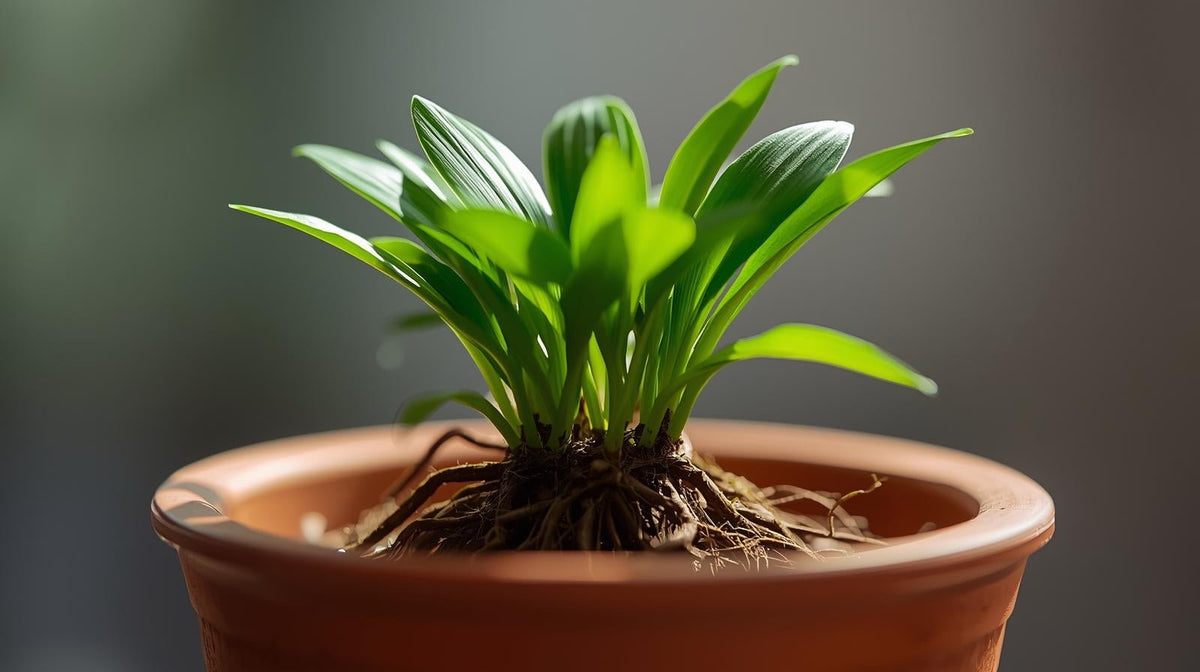 Live Aquarium Plant product image 3