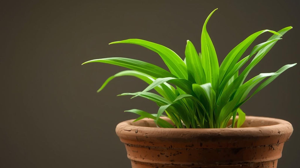 Live Aquarium Plant product image 4