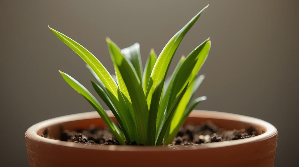 Live Aquarium Plant product image 6