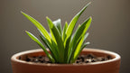 Live Aquarium Plant product image 6