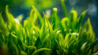Live Aquarium Plant product image 7