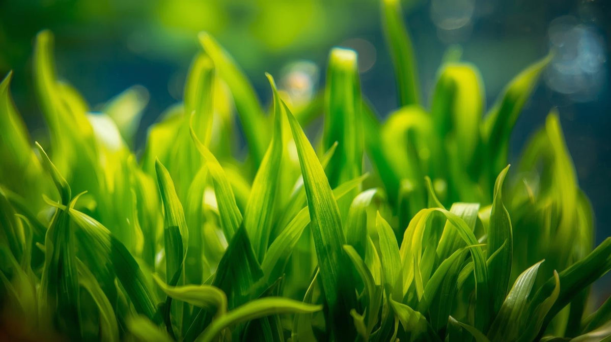 Live Aquarium Plant product image 7