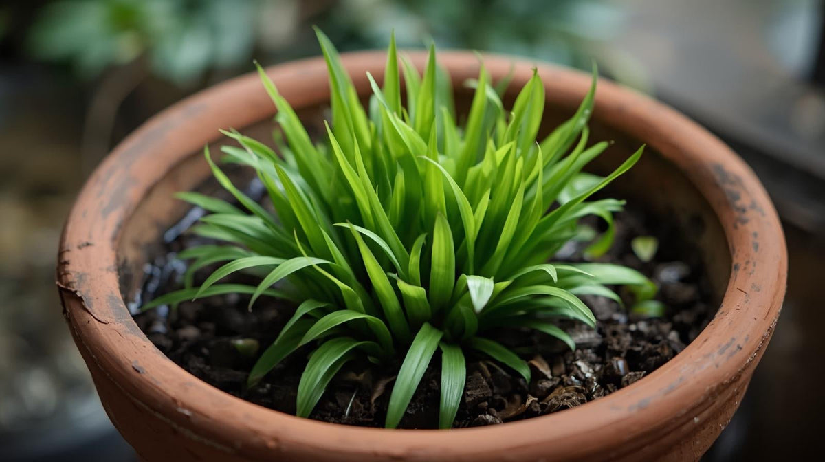 Live Aquarium Plant product image 8