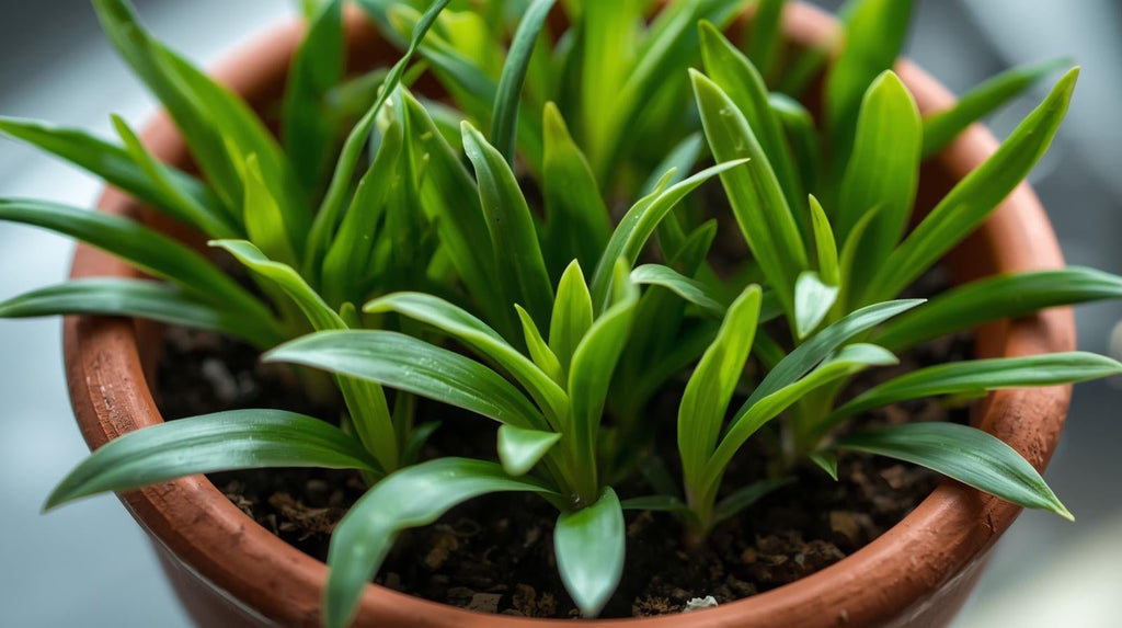 Live Aquarium Plant product image 9