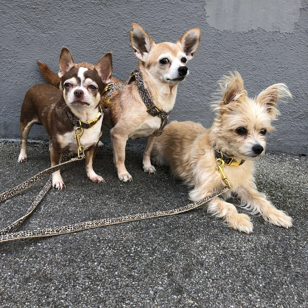 Dog Collar product image 5