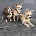 Dog Collar product image 5