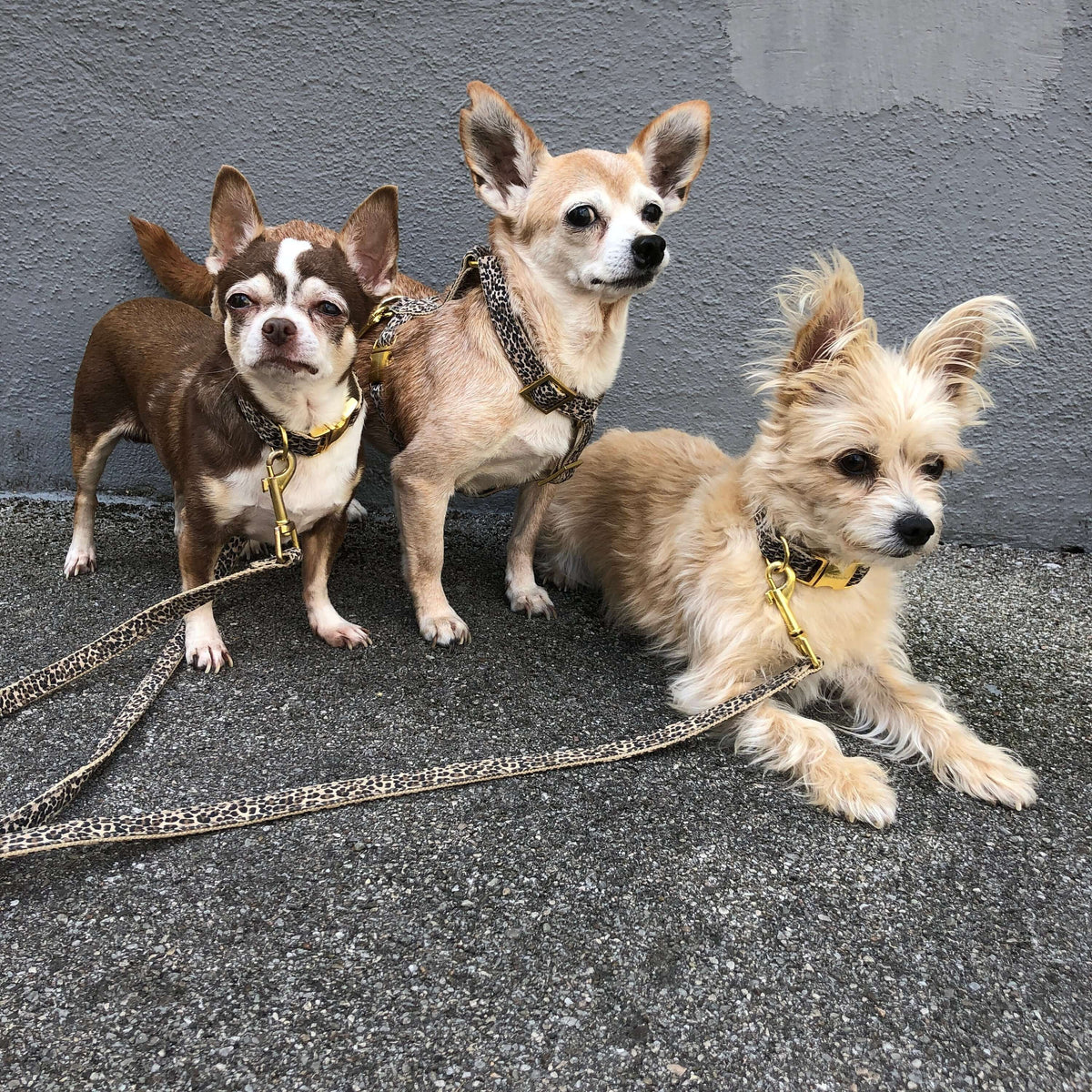 Dog Collar product image 5