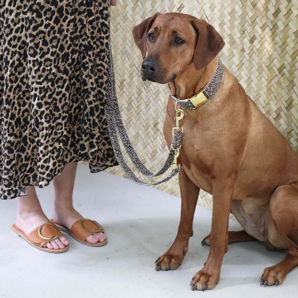 Dog Collar product image 6