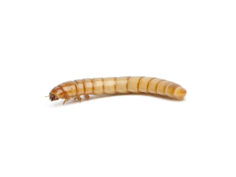 Medium Mealworms