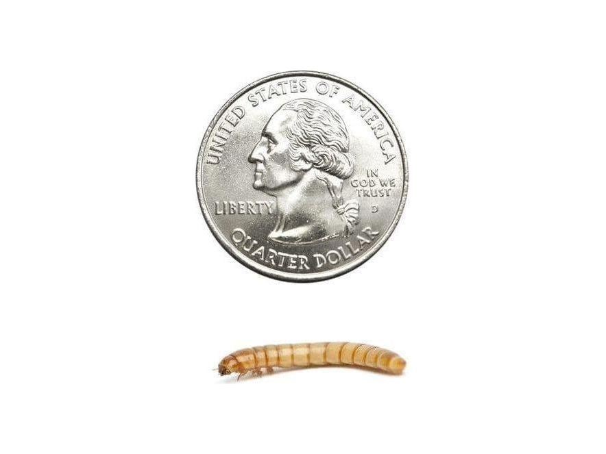 Large Mealworms mealworms DubiaRoaches.com