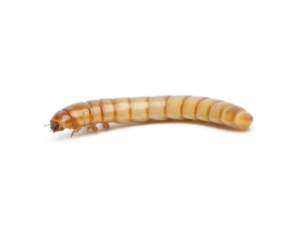 Live Large Mealworm Feeder Cups, 50