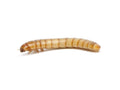 Live Large Mealworm Feeder Cups, 50