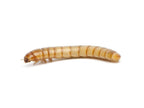 Live Large Mealworm Feeder Cups, 50