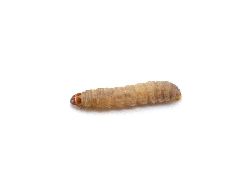 Waxworms