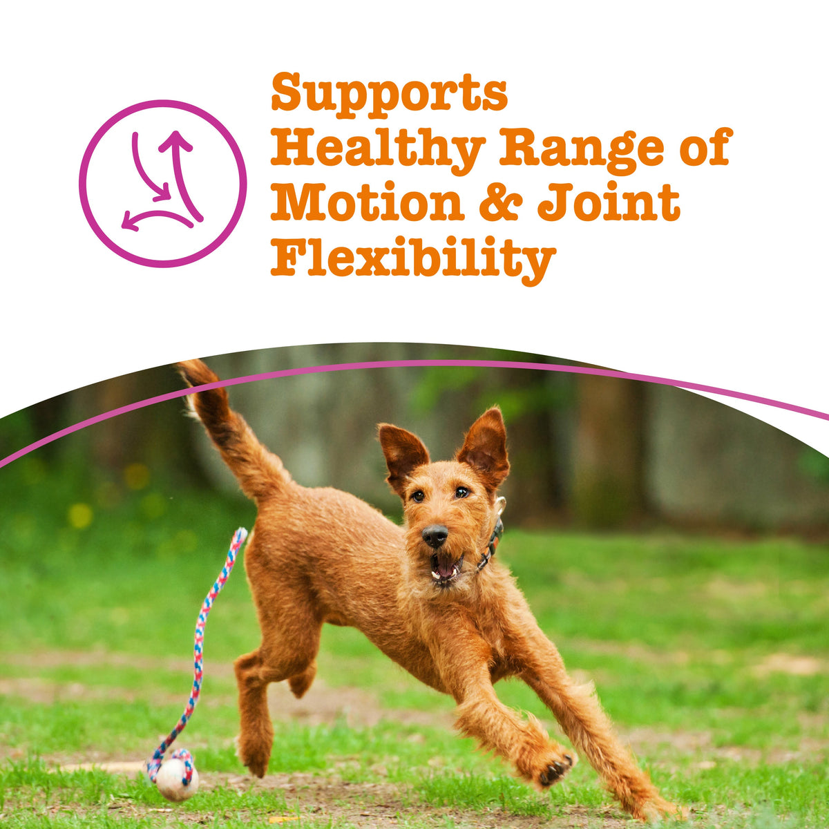Dog Joint Supplement product image 2