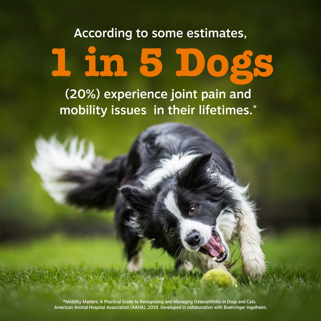 Dog Joint Supplement product image 9