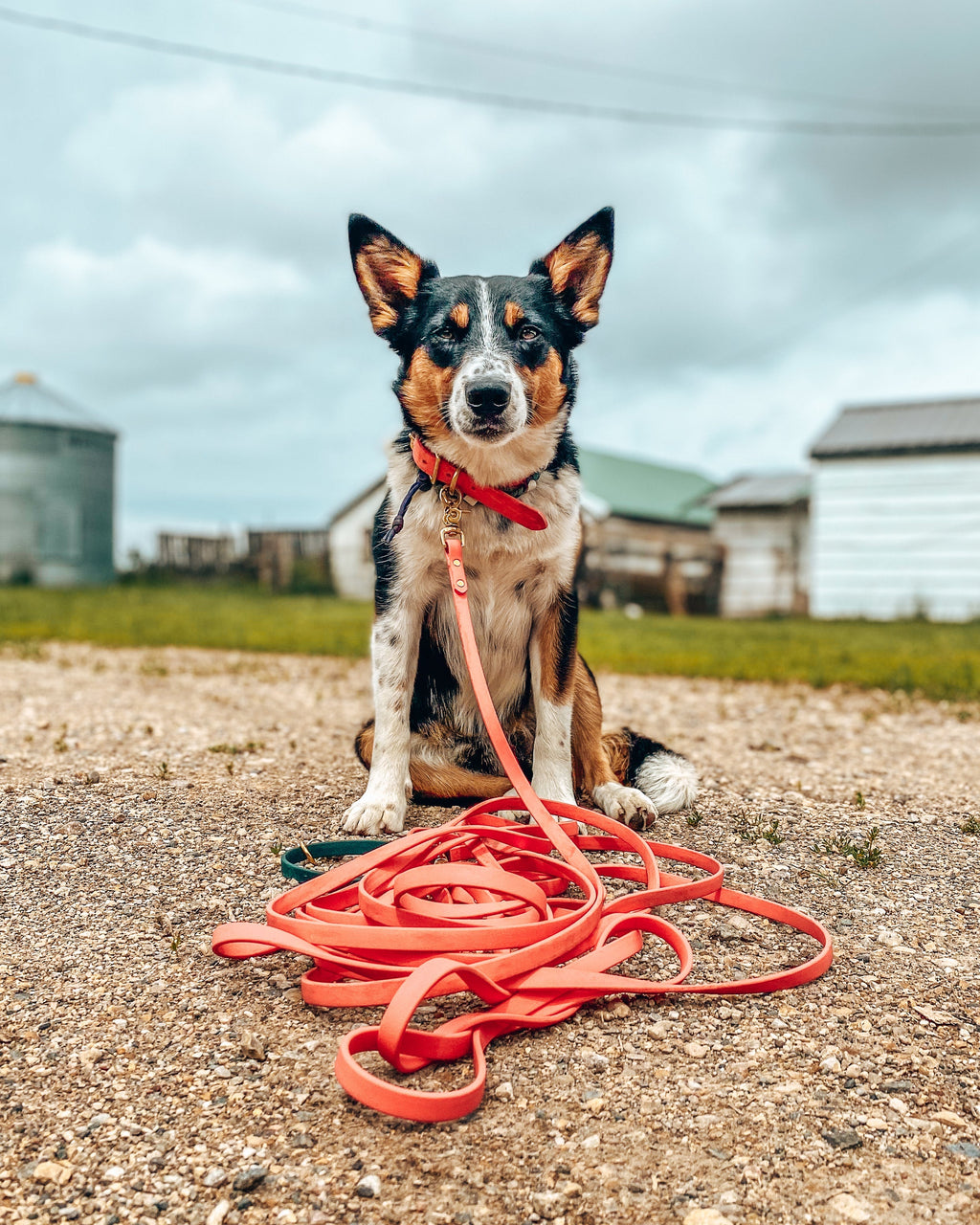 Biothane Dog Training Long Line product image 8