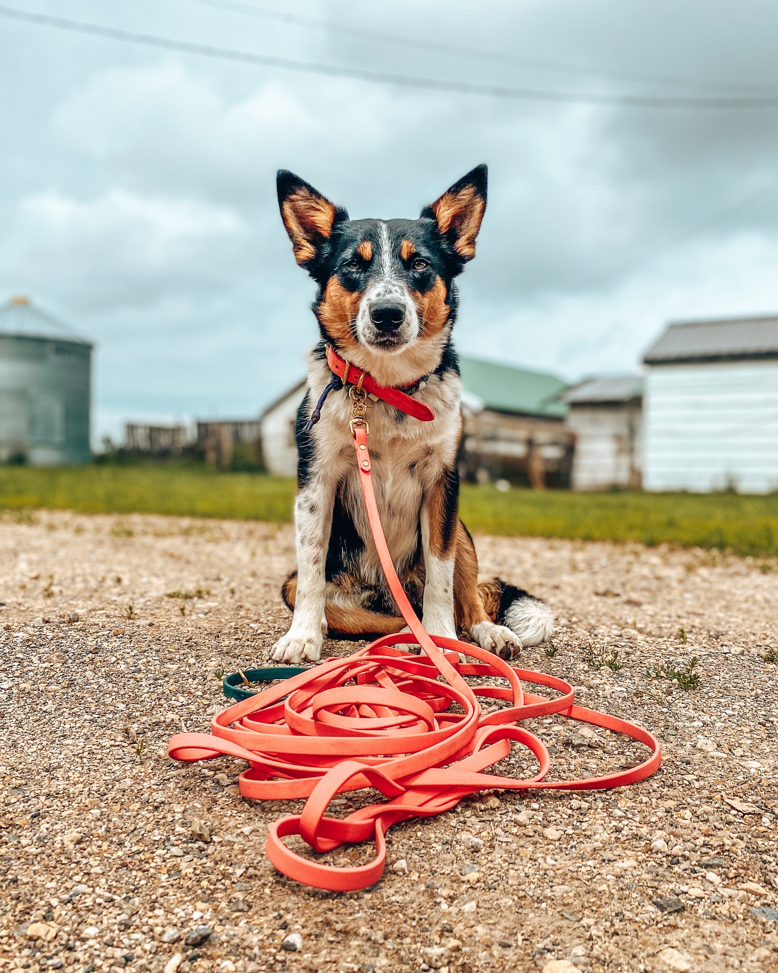 Biothane Dog Training Long Line product image 8