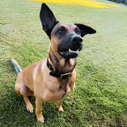 Leather Dog Collar for Strong, Comfortable Handling: Padded Veg-Tanned Design with Brass Hardware