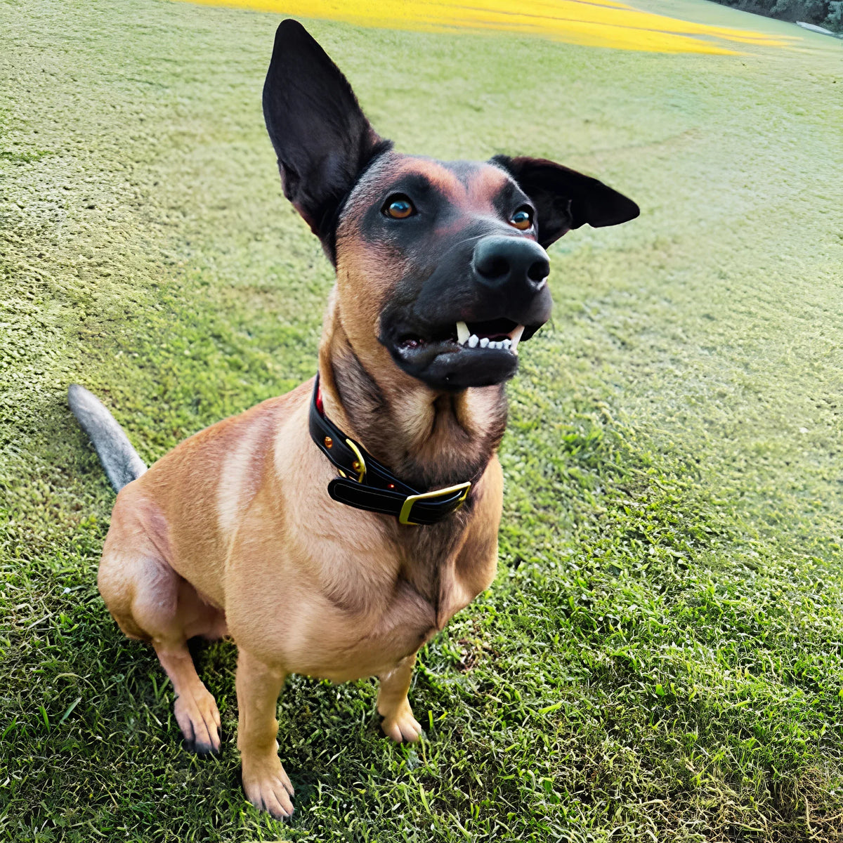 Leather Dog Collar for Strong, Comfortable Handling: Padded Veg-Tanned Design with Brass Hardware