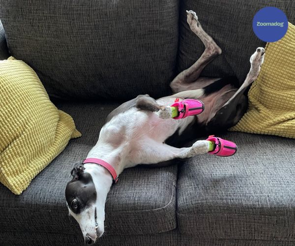 Greyhound and Whippet Dog Boots product image 4