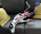 Greyhound and Whippet Dog Boots product image 4