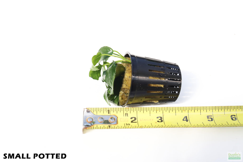 Live Anubias Nana Petite Aquarium Plant product image 11