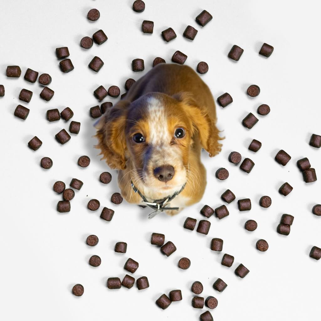 Flea and Tick Support Chews for Dogs product image 5
