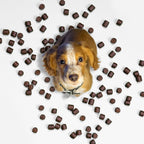 Flea and Tick Support Chews for Dogs product image 5