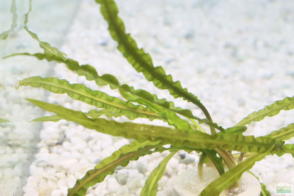 Cryptocoryne Aquarium Plant Pack product image 8