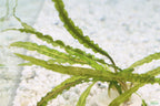 Cryptocoryne Aquarium Plant Pack product image 8