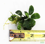 Live Anubias Nana Petite Aquarium Plant product image 30