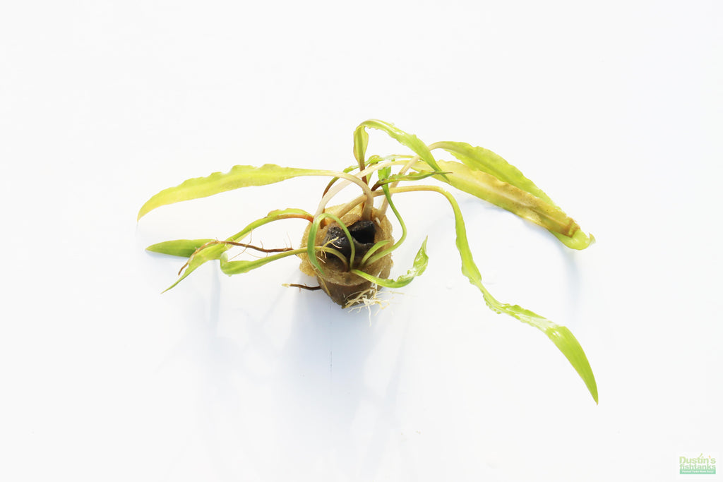 Cryptocoryne Aquarium Plant Pack product image 11