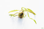 Cryptocoryne Aquarium Plant Pack product image 11
