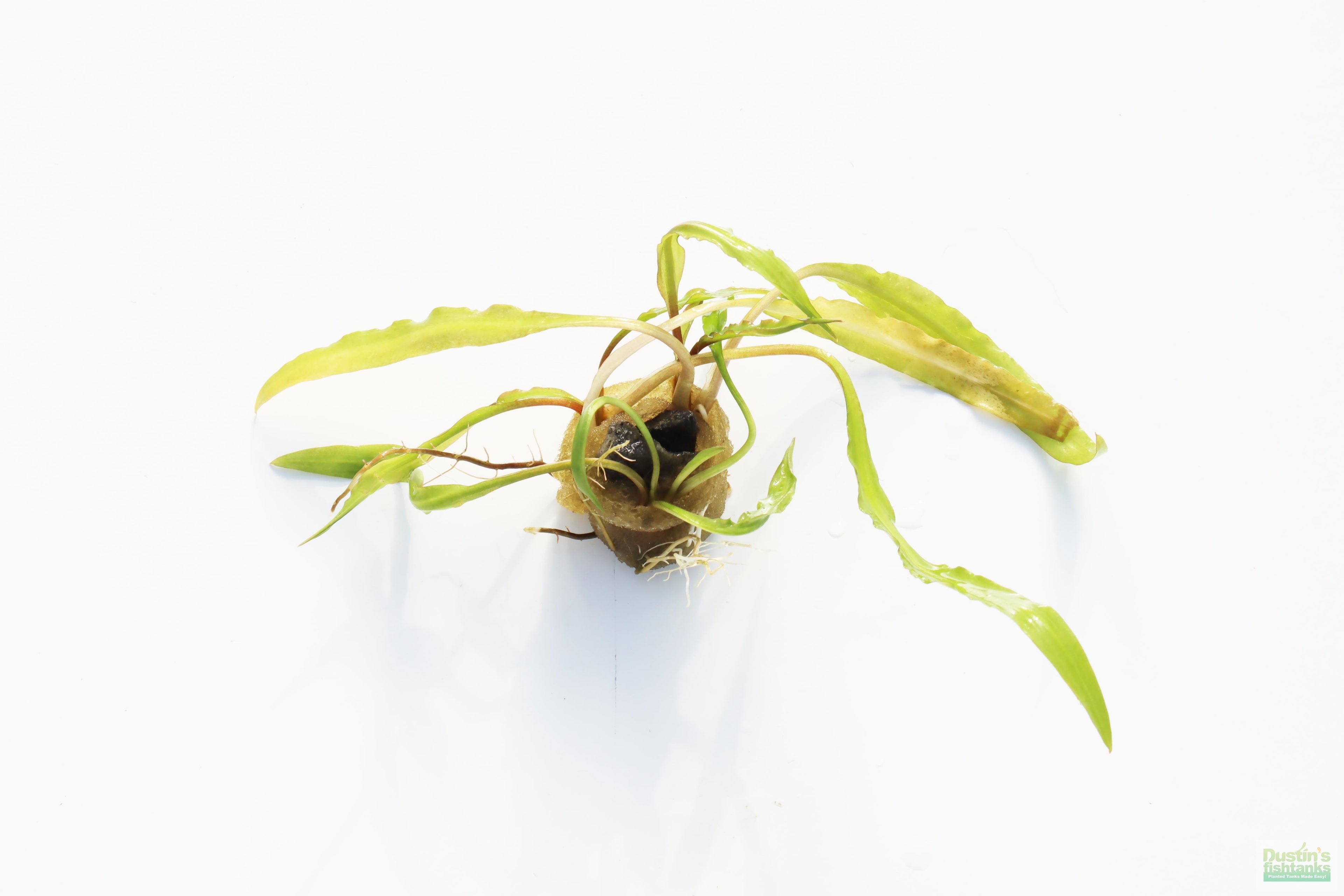 Cryptocoryne Aquarium Plant Pack product image 11