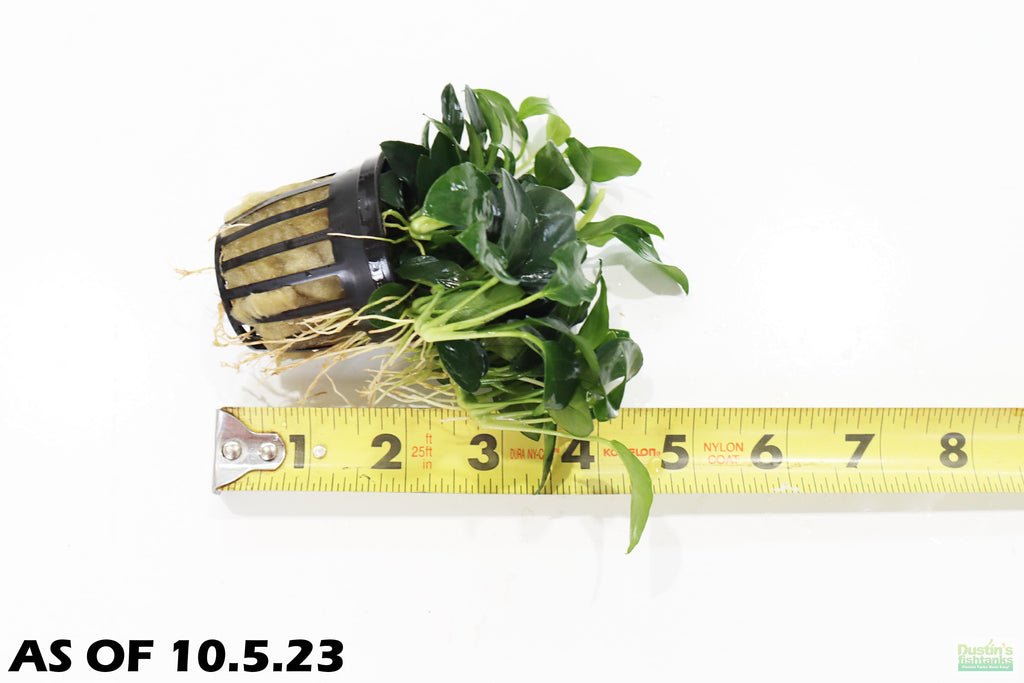 Live Anubias Nana Petite Aquarium Plant product image 9