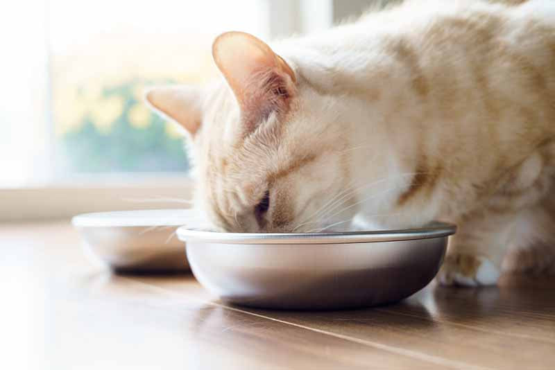 Stainless Steel Cat Bowls product image 1