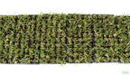 Live Dwarf Sagittaria Aquarium Plant product image 10