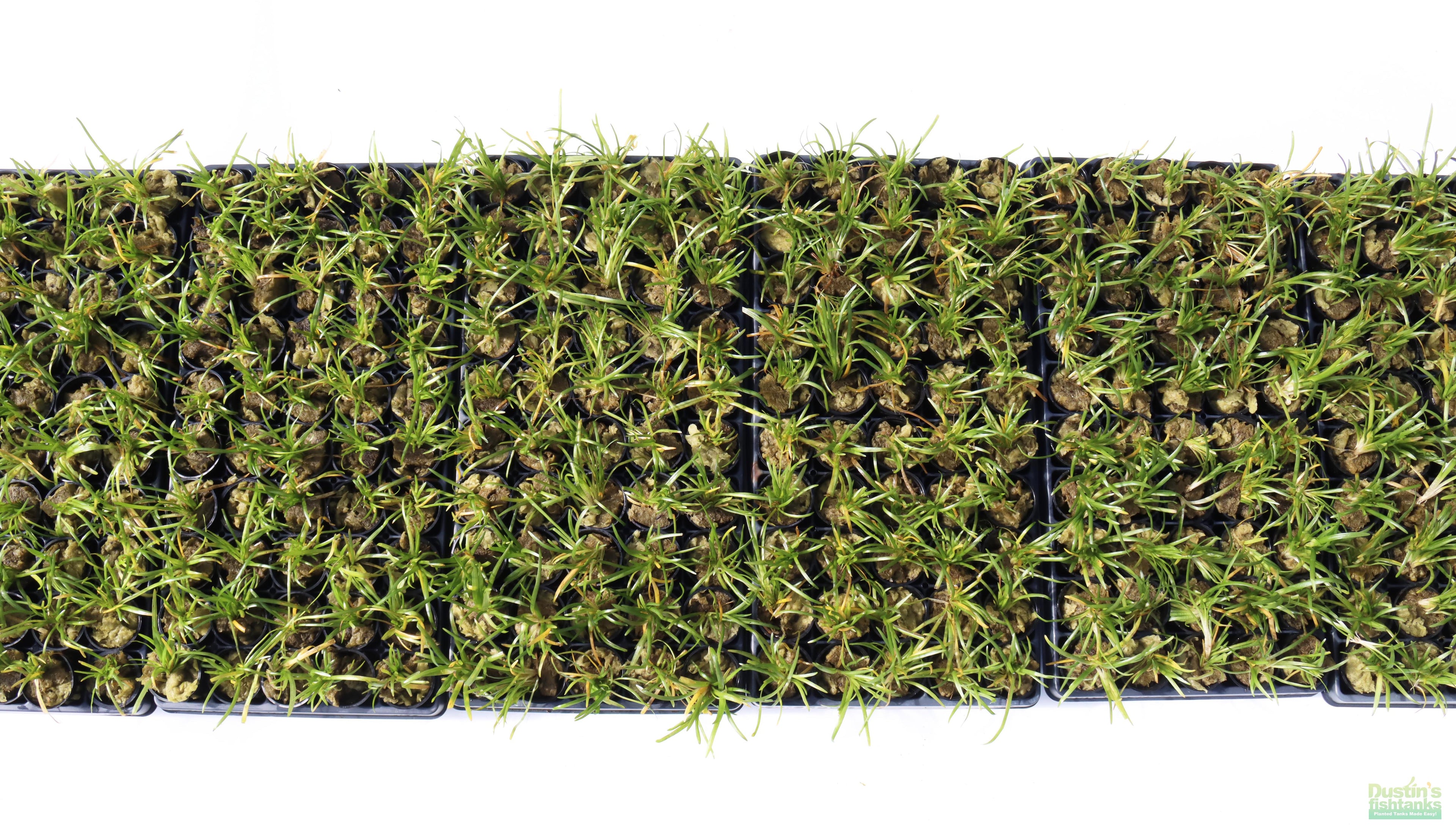 Live Dwarf Sagittaria Aquarium Plant product image 10